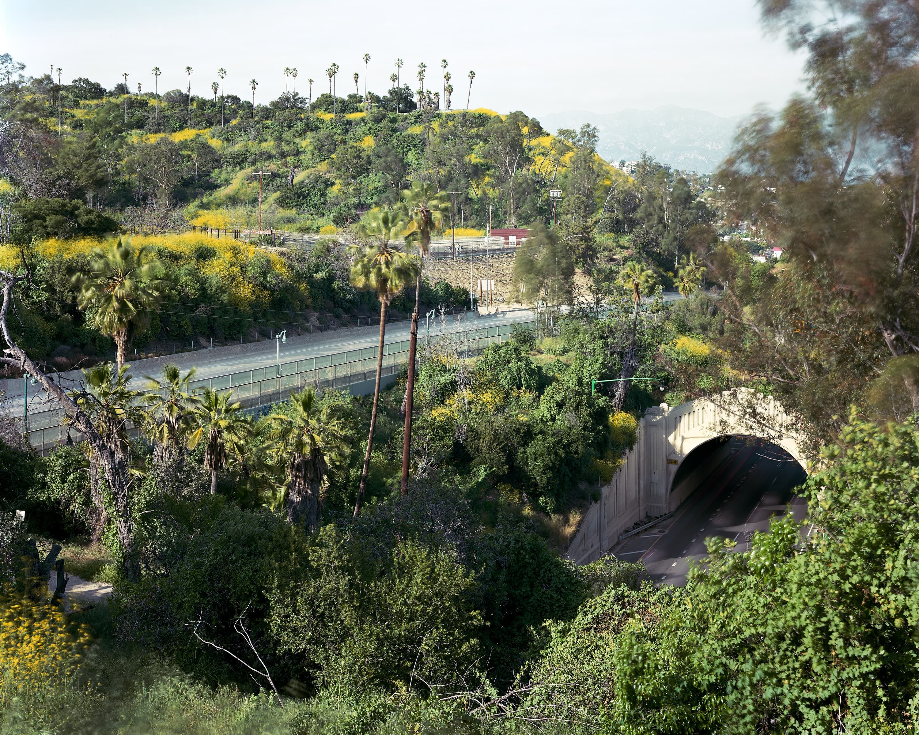 Looking down over Elysian Park in Los Angles covered in yellow wildflowers, 110 Freeway runs below, mountains in distance.