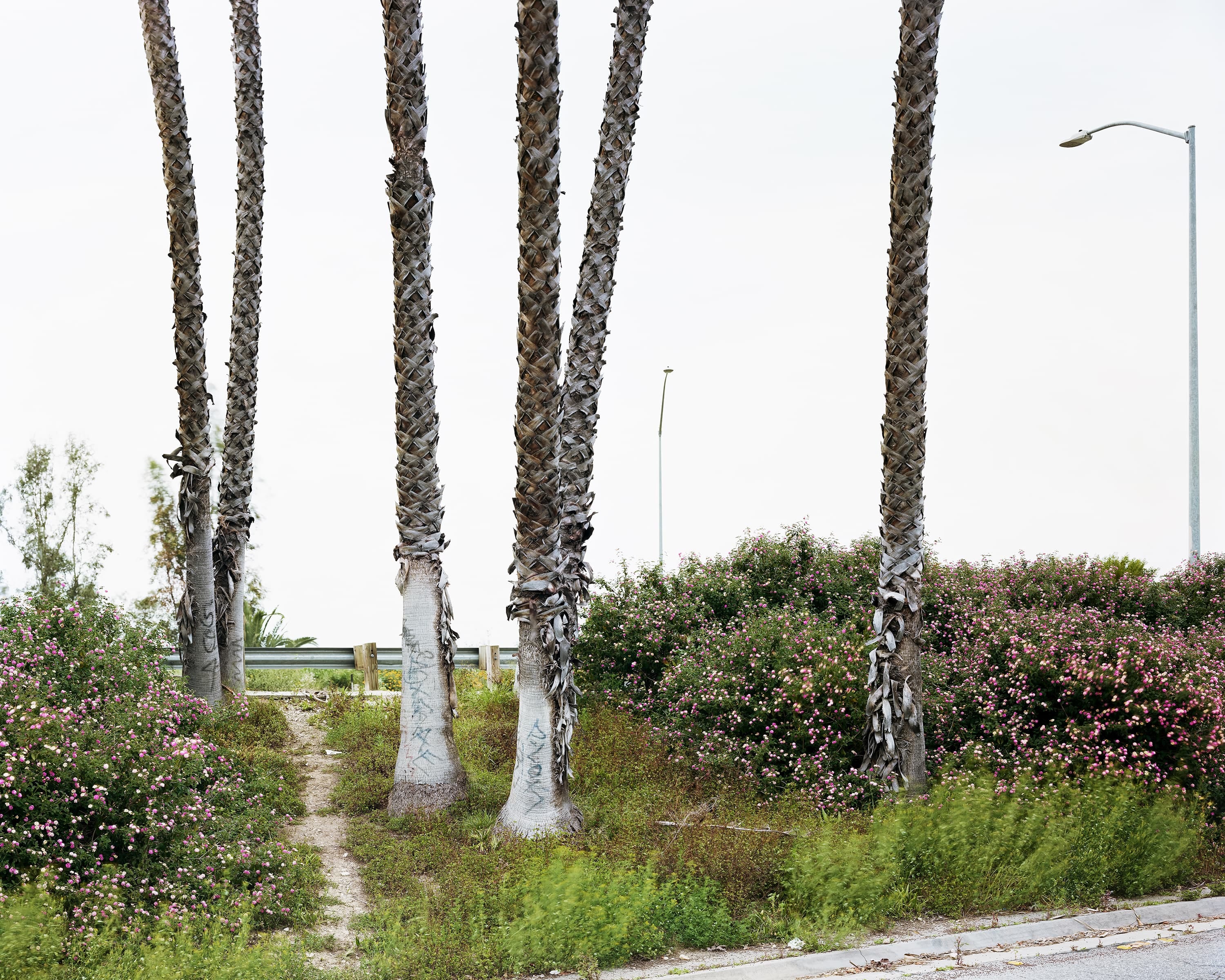 Graffiti (mostly illegible) is written on the palm tree trunks on the edge of a freeway in Los Angeles.