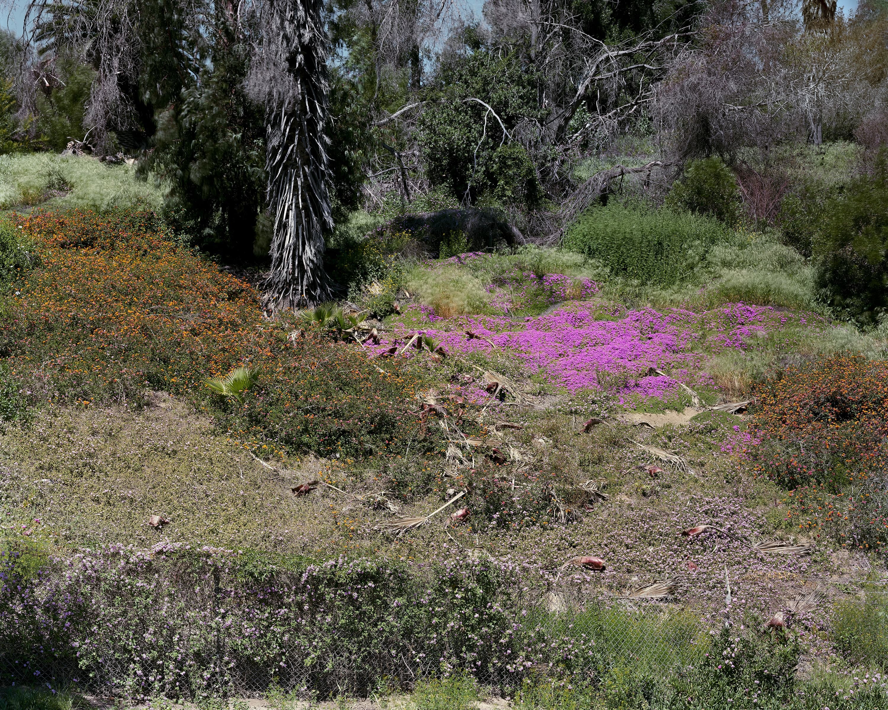 Hill covered with bright pink, yellow, and white wildflowers on the side of a hill off of the 110 freeway in Los Angeles.