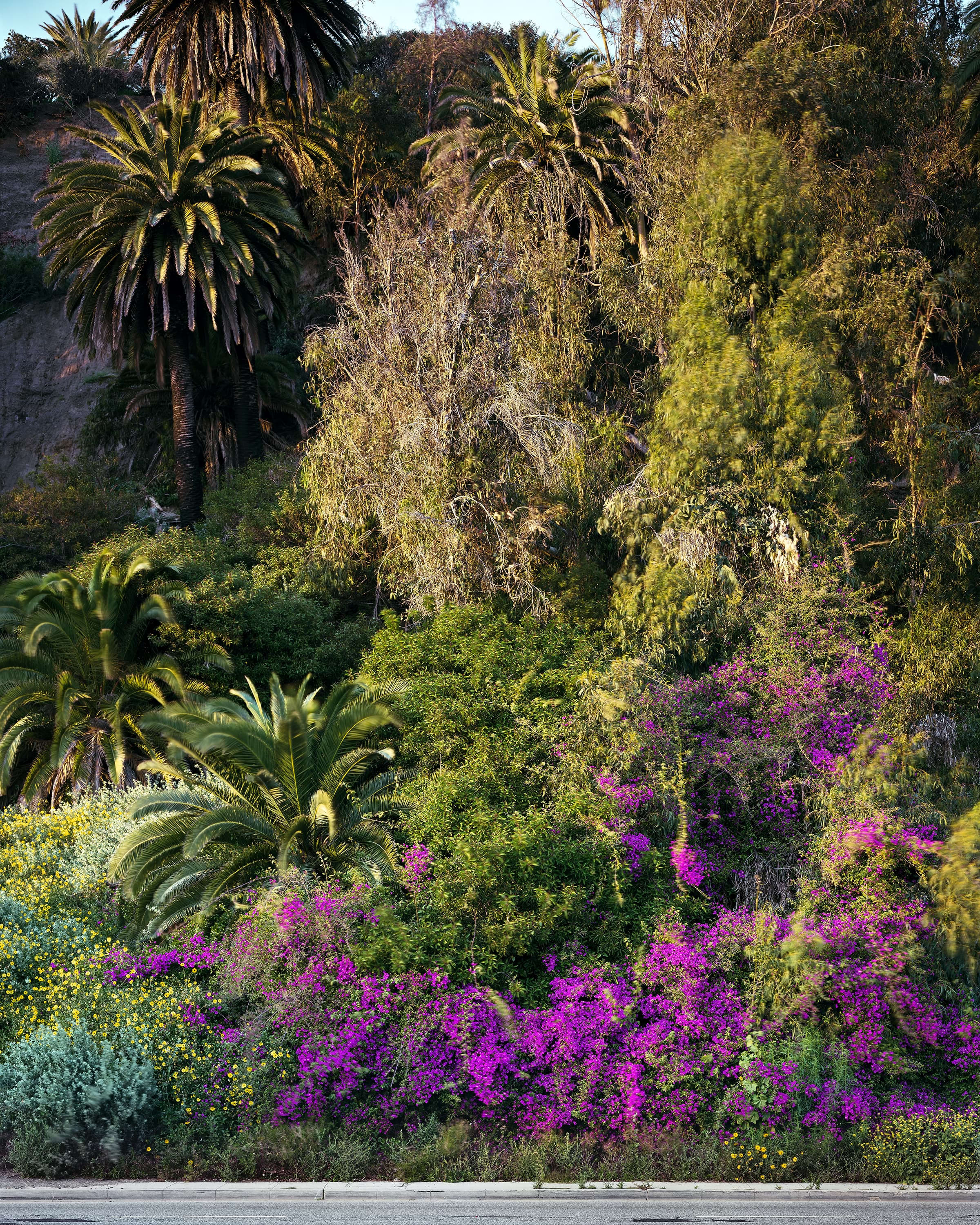 Brightly coloured wildflowers and palm trees cover the side of a hill off of the 1 highway at dusk in Los Angeles.