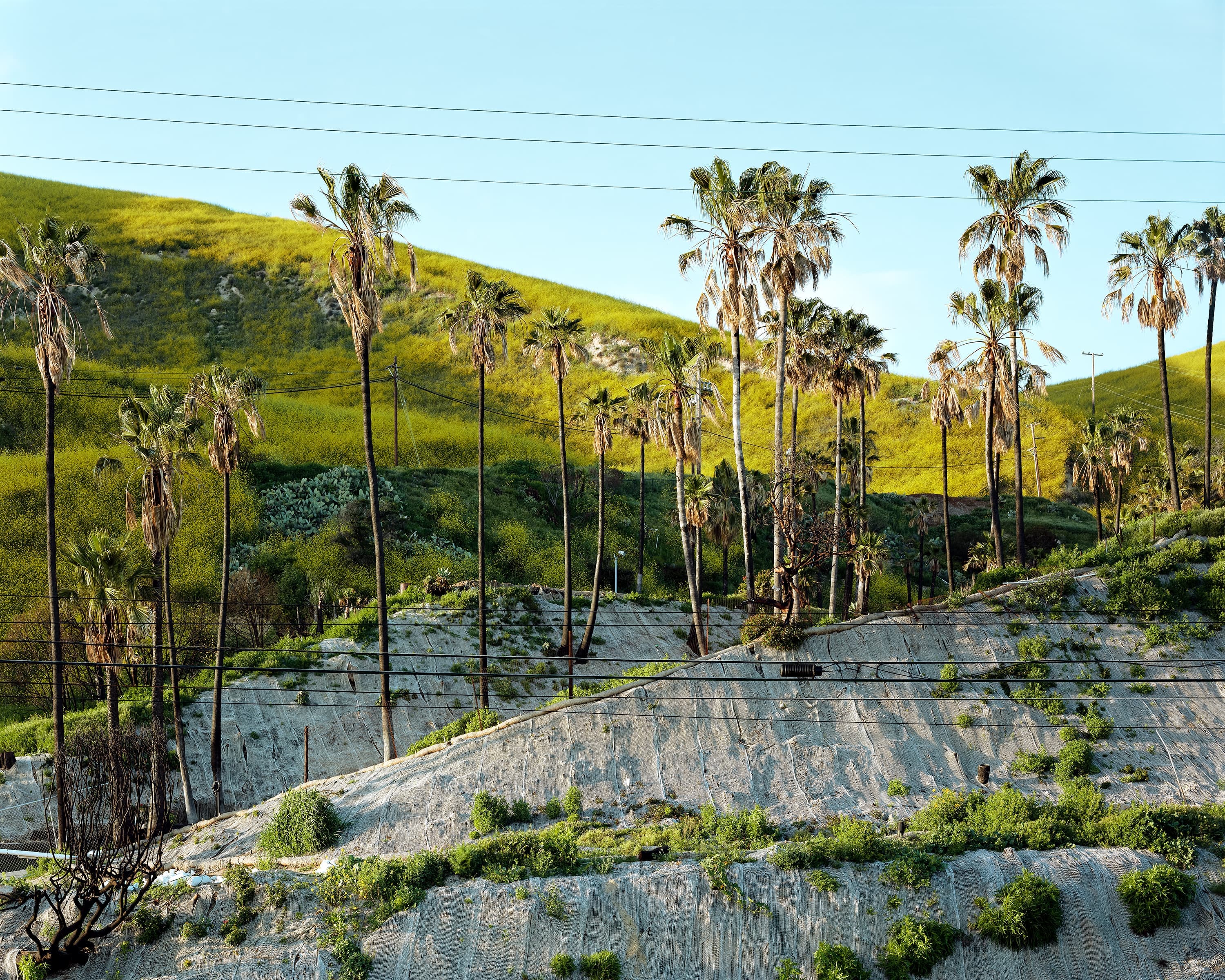 Terraced hill with construction and black barked palm trees behind hills are covered with yellow wildflowers, off of the 1 highway in Los Angeles.