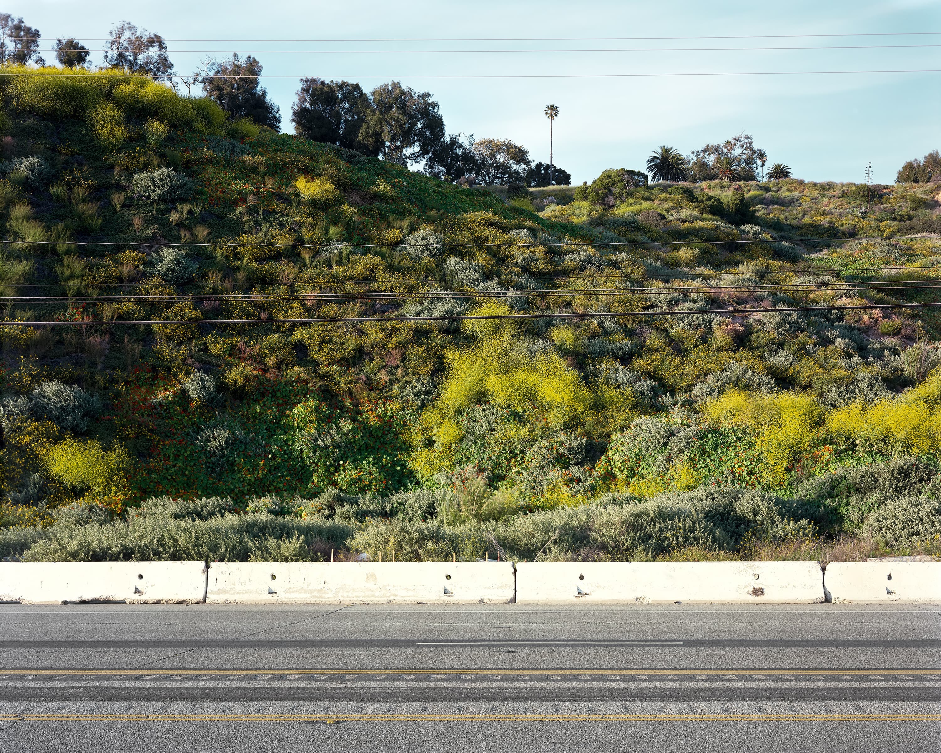 Red and yellow wildflowers at dusk off of the 1 highway in Los Angeles.