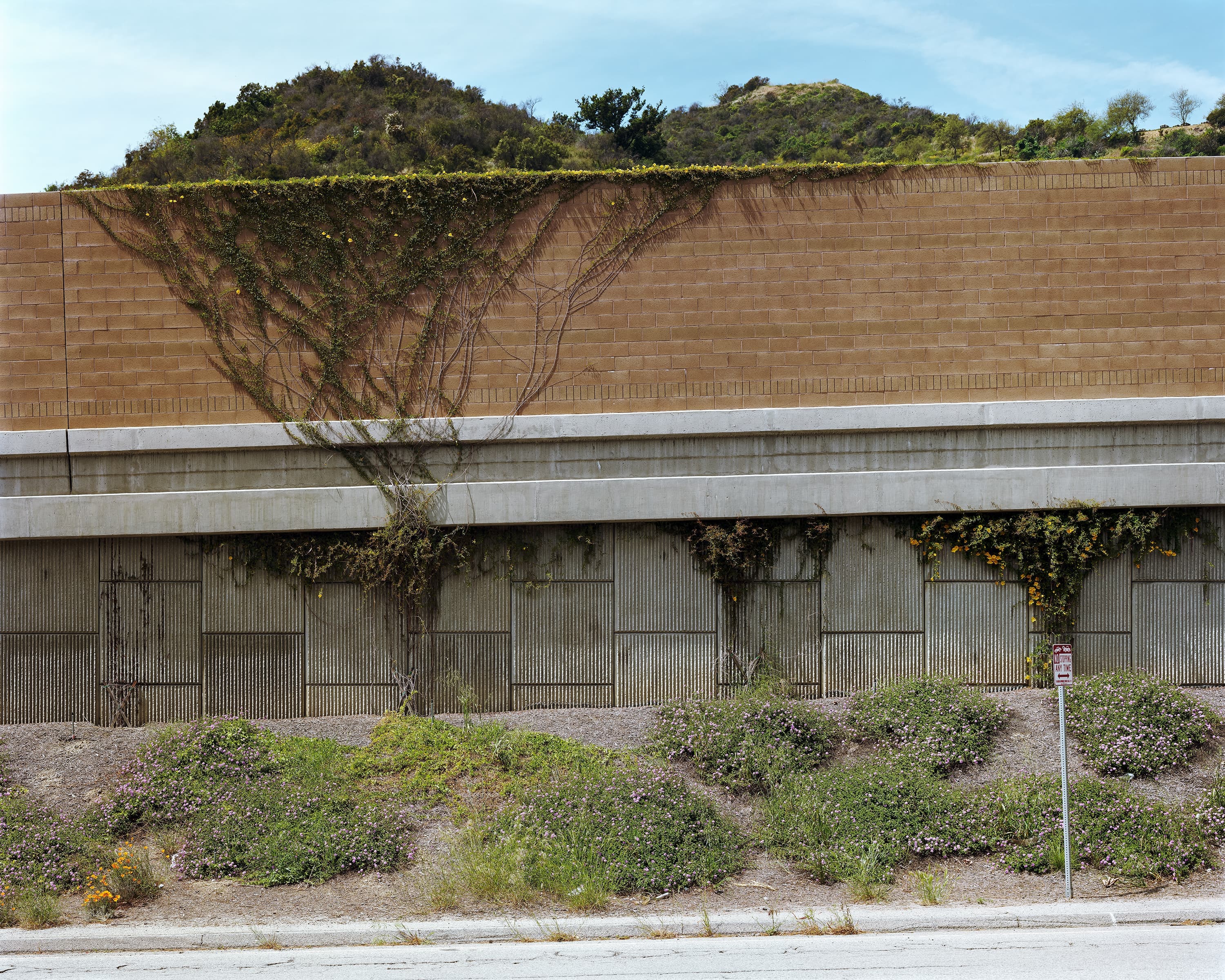 Wildflowers and vines attached to the side of the elevated 405 highway in Los Angeles.