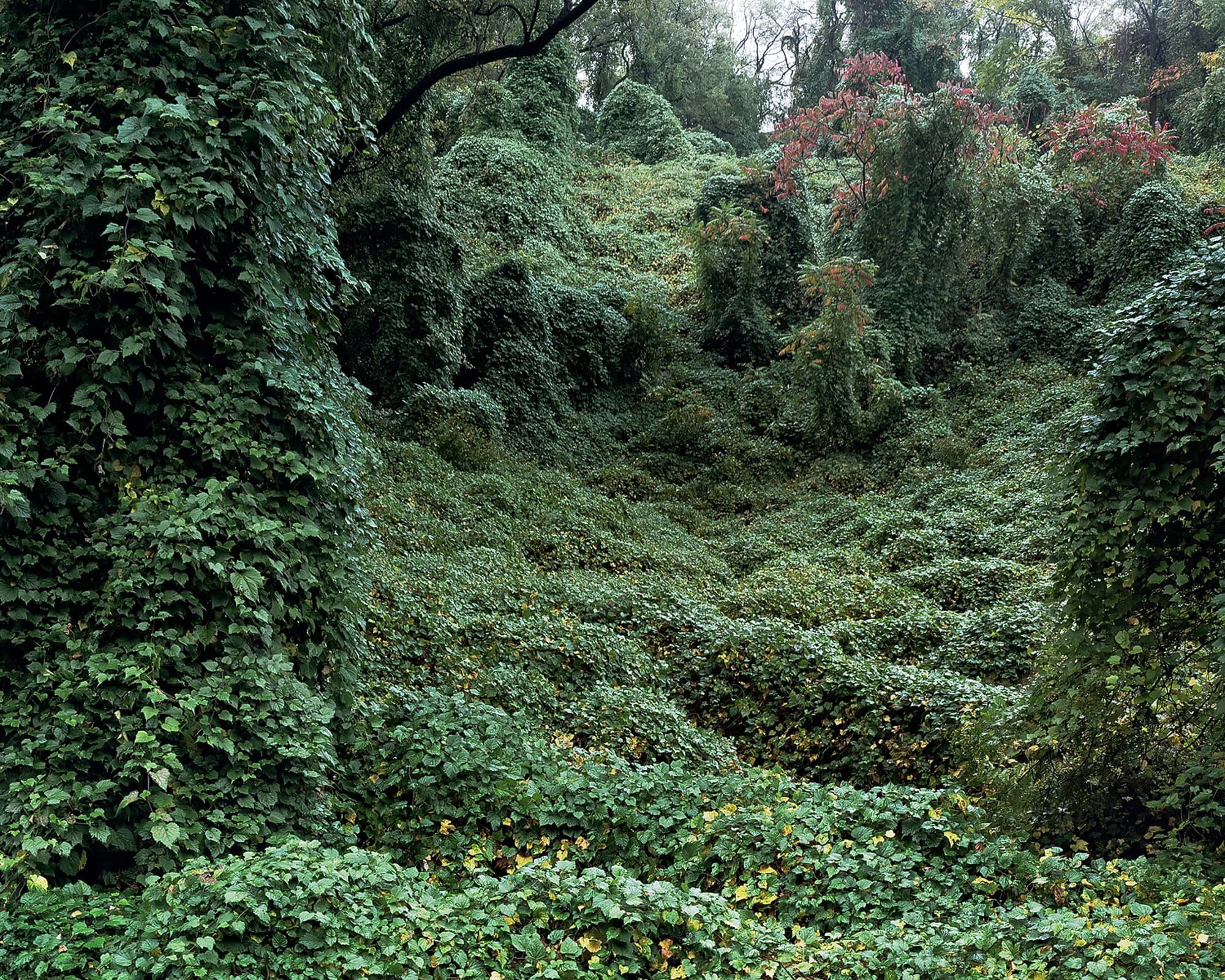 Hill covered with kudzu.