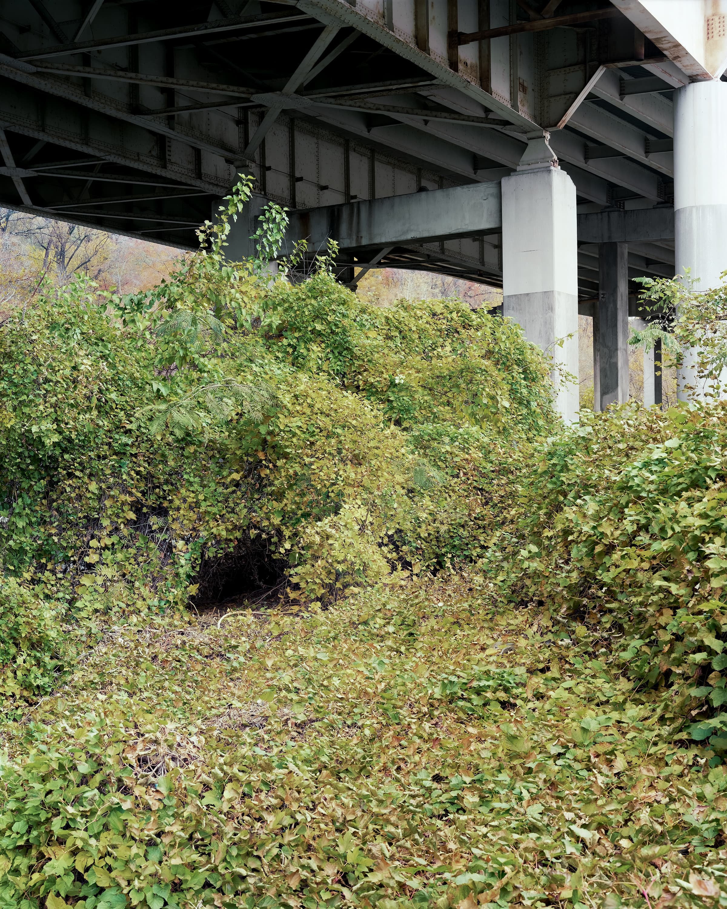 A large dark hole in thick overgrowth under an expressway.