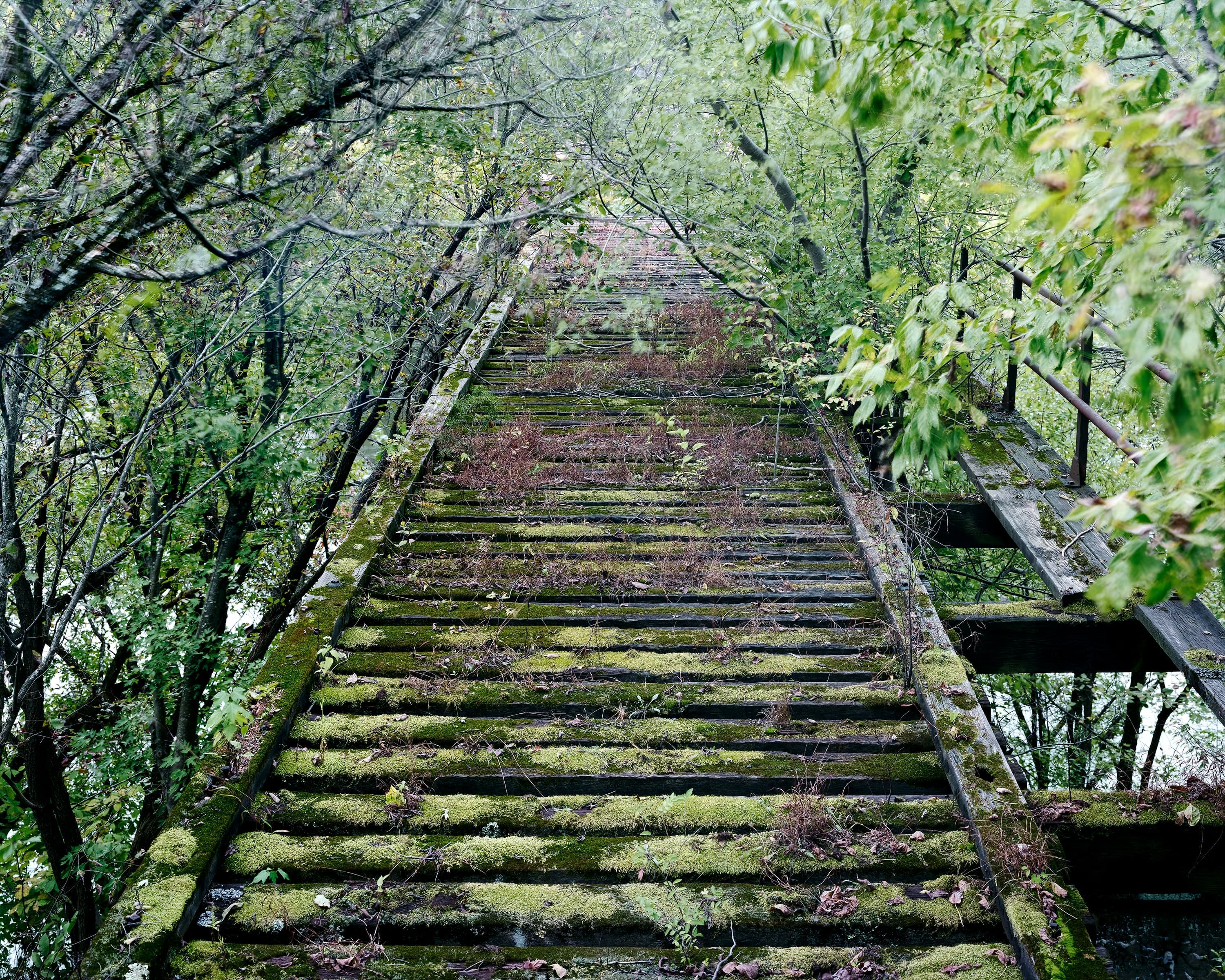 Overgrown abandoned wooden deck of railway bridge across the Potomac river.