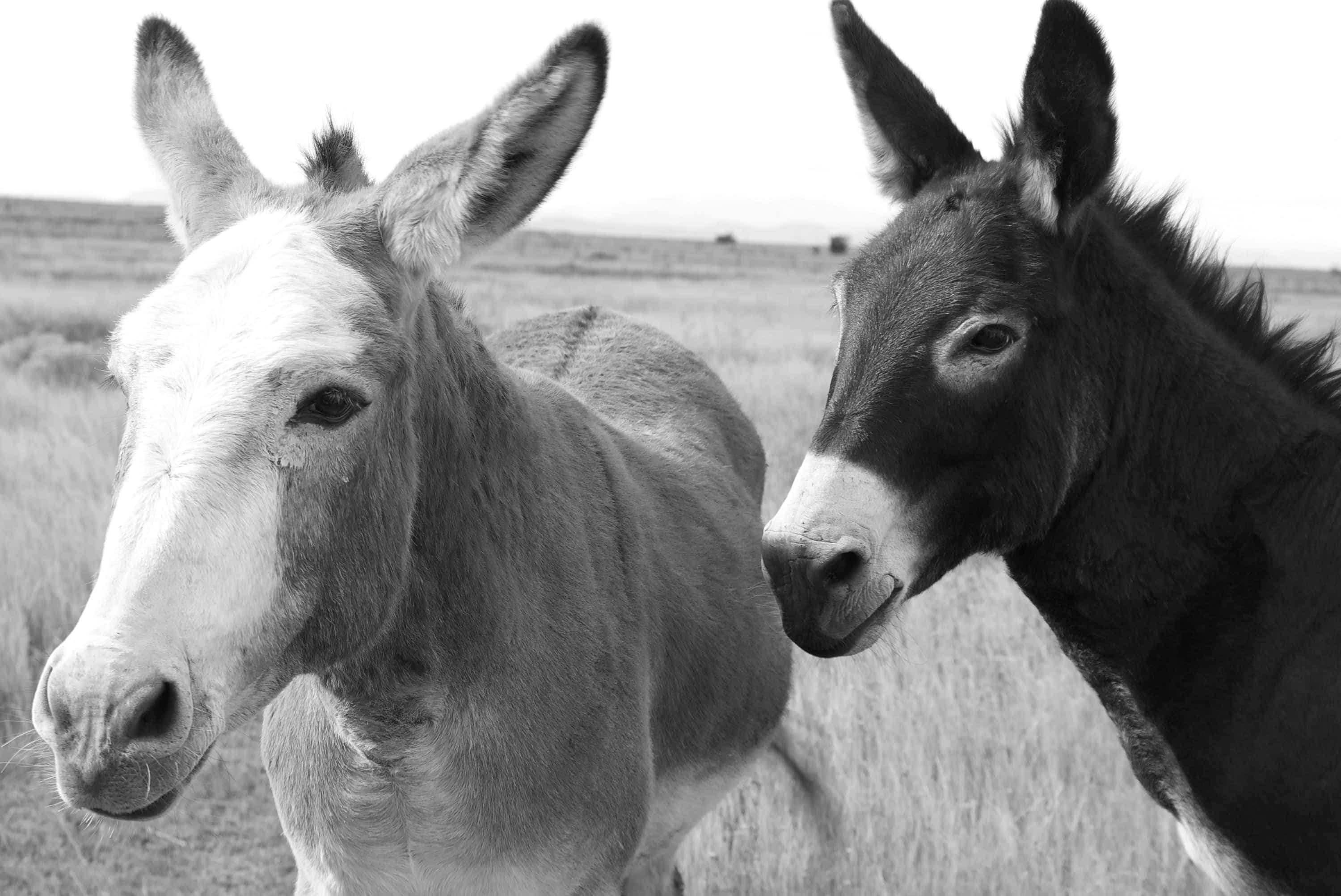 Portrait of two burros (donkeys) in a field outside of Marfa, TX.
