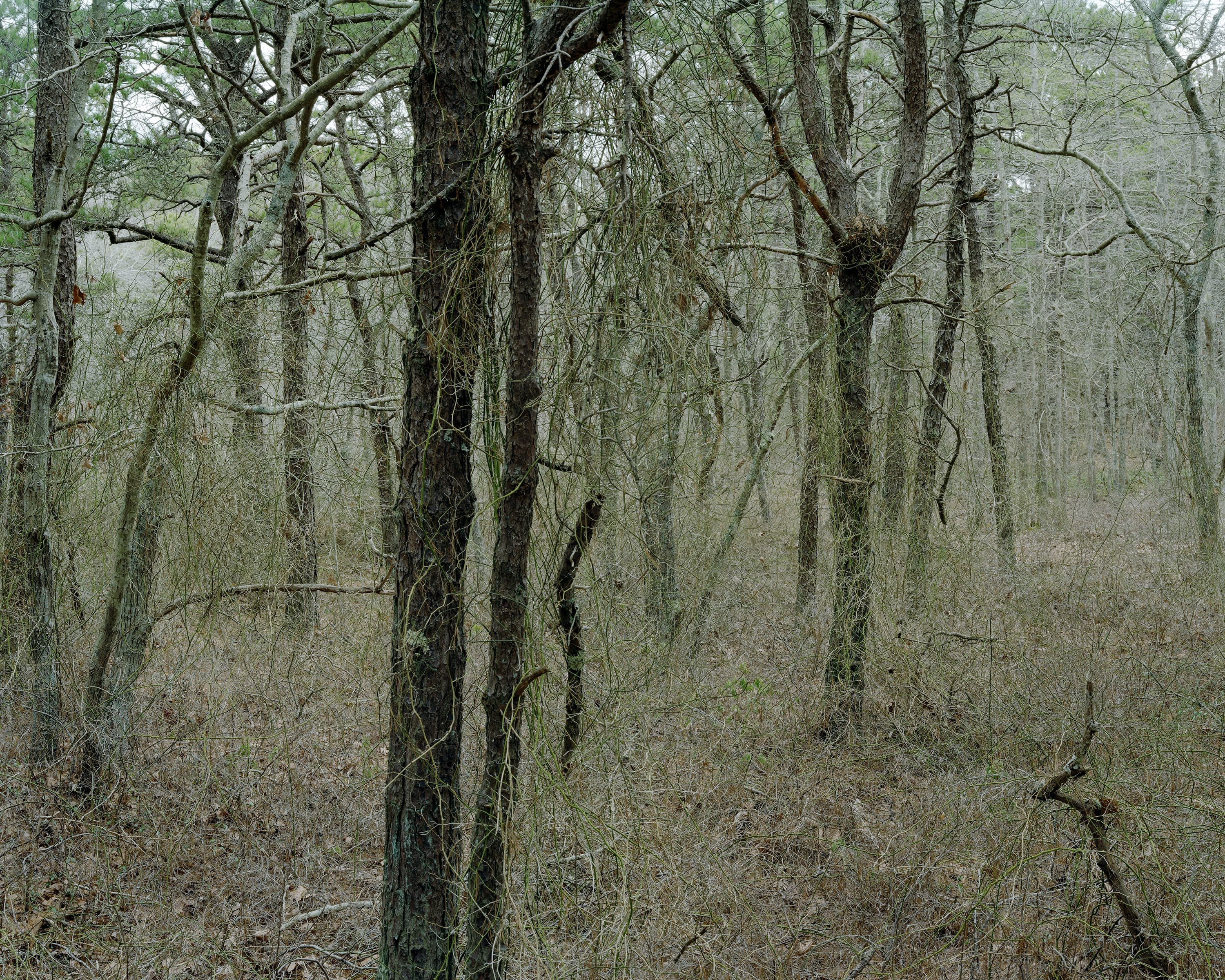 A forest covered in fine hanging ivy.