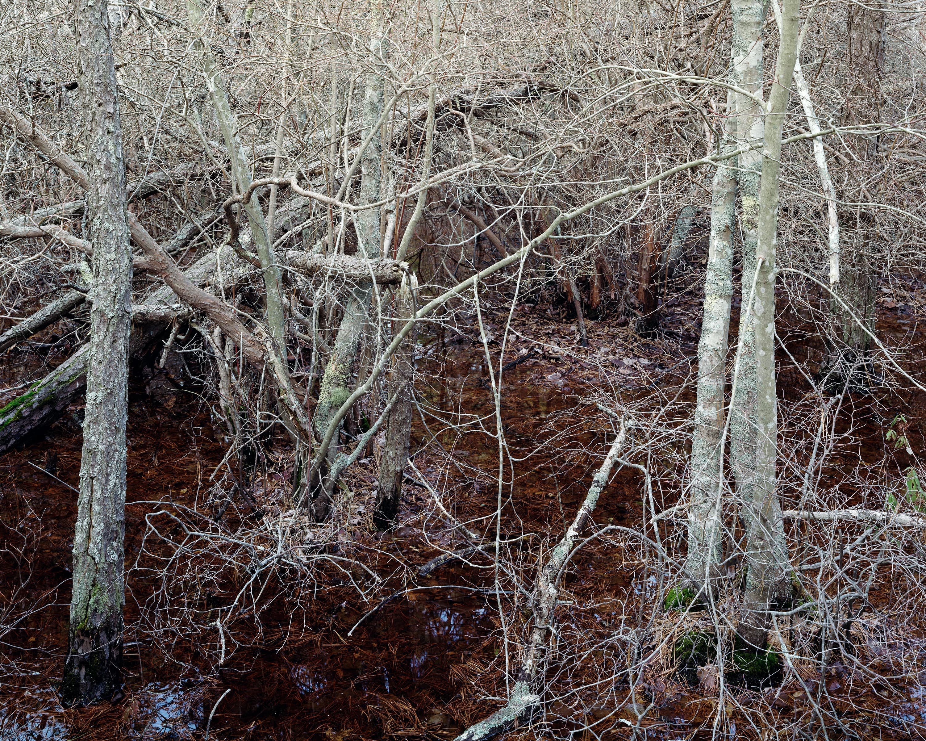 Standing water in the woods that has turned deep red from fallen leaves.