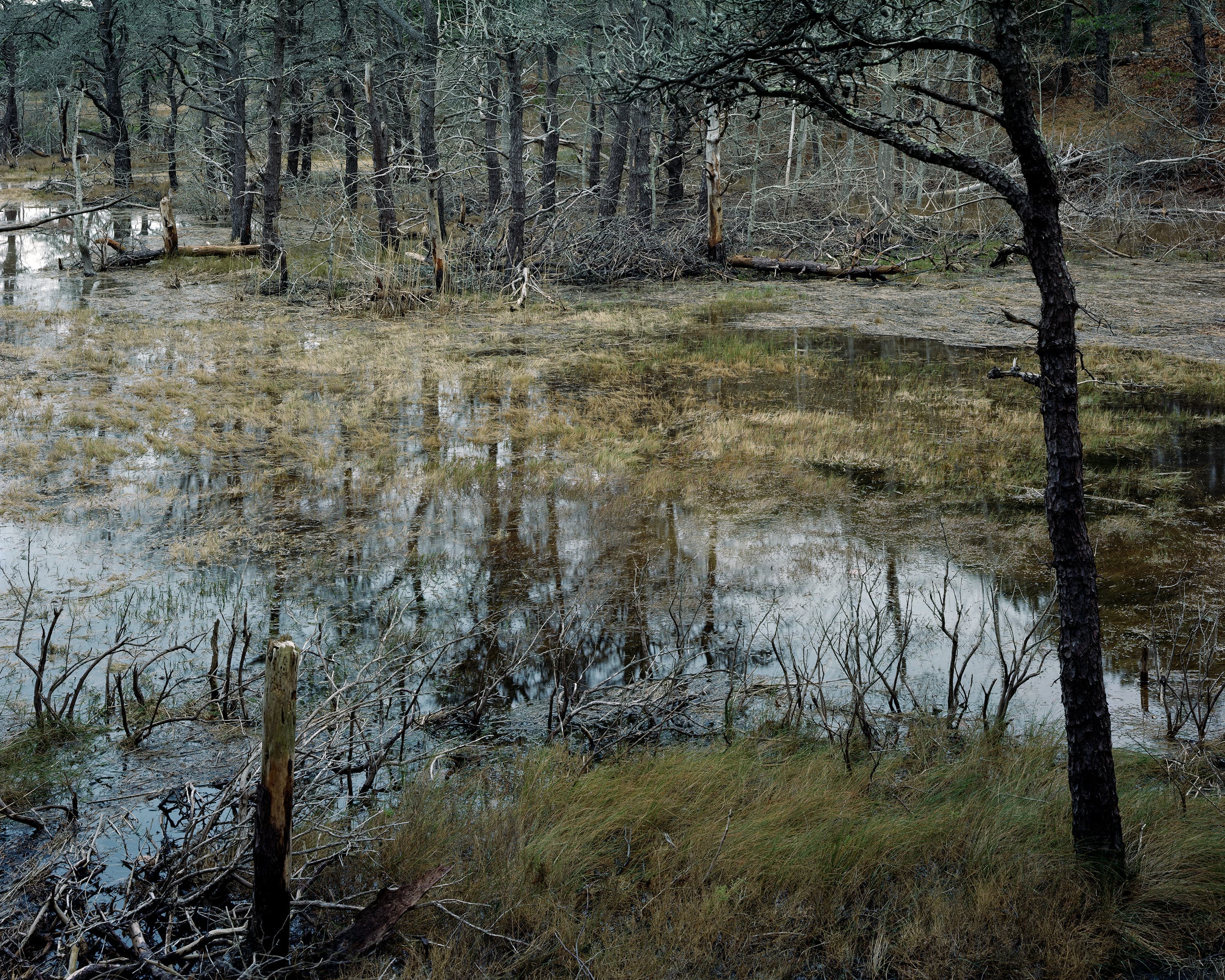 Bare trees in the foreground frame a salt water swamp.