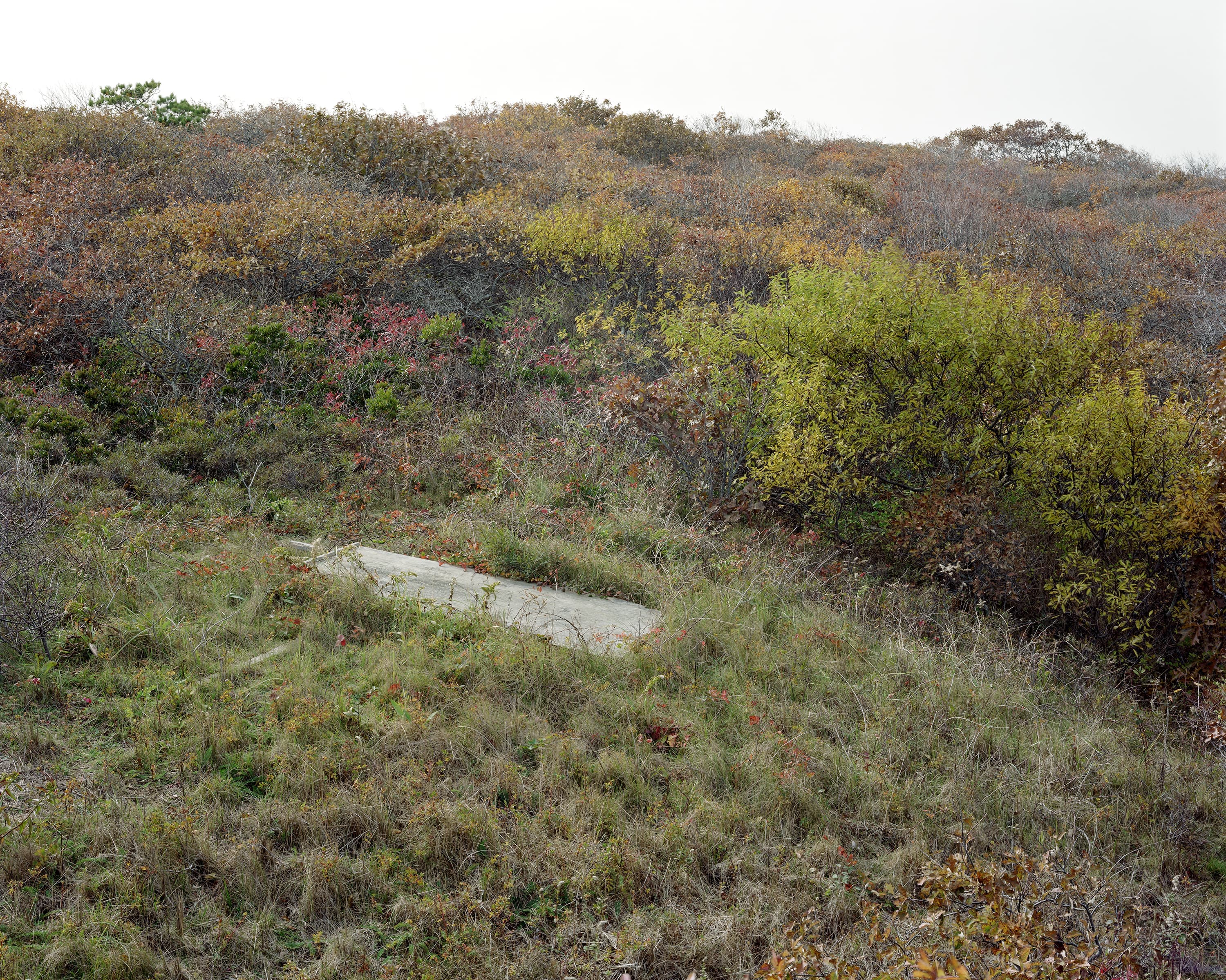An abandoned large wooden board lies on the ground in a wild field in Truro.