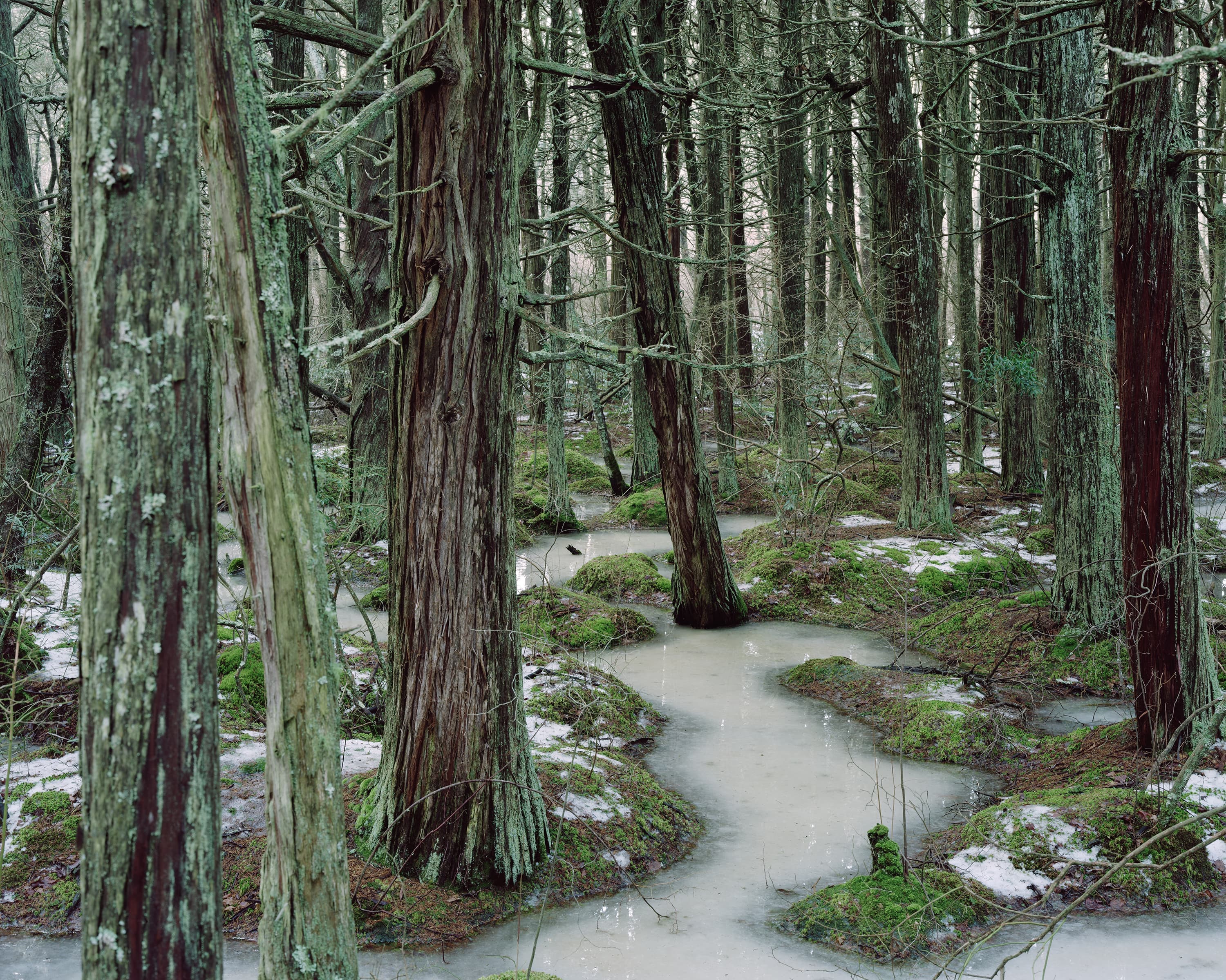 A frozen white cedar swamp, the green lichen on the trees and moss at their base remain green through the winter.